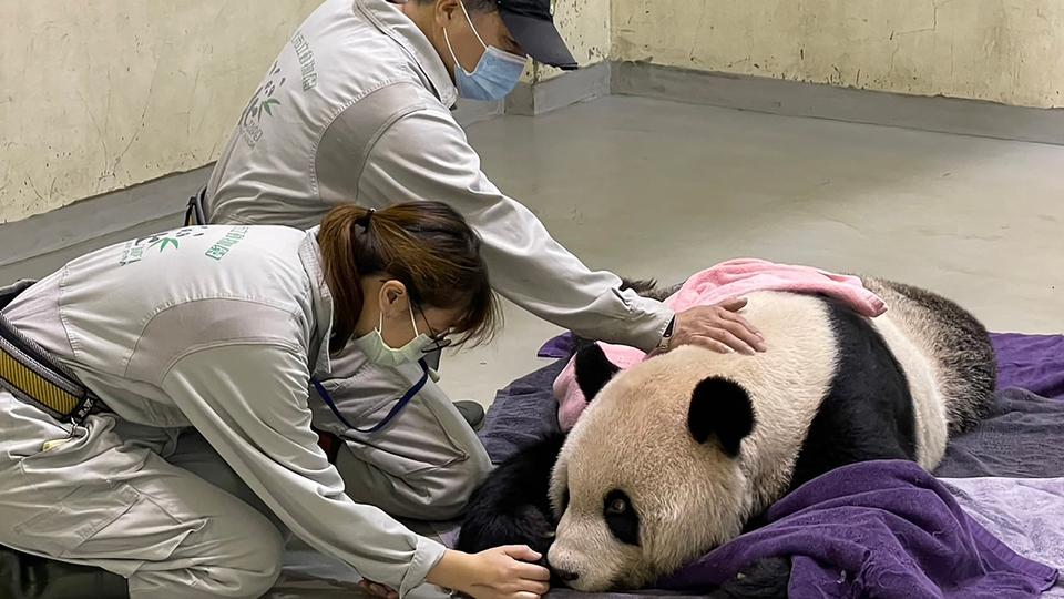 The zoo suspected the panda had a tumour and he was moved into palliative care last month.