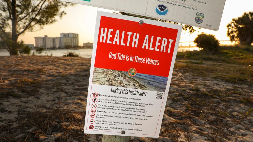Red tide, a toxic algae bloom that occurs naturally in the Gulf of Mexico, is worsened by the presence of nutrients such as nitrogen in the water.