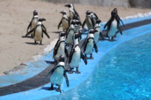 With the birth of three new chicks, the penguin population in the zoo has risen to 23, Bursa, Türkiye. April, 5, 2025. (IHA Photo)