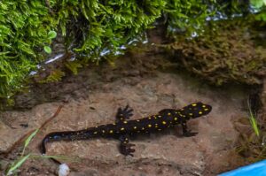 Yellow-spotted salamanders, also known as "Turkish salamanders," are under threat of extinction, Diyarbakır, Türkiye. May 7, 2024. (AA Photo)