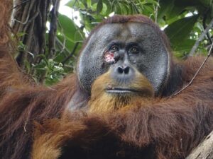 This photo provided by the Suaq Foundation shows a facial wound on Rakus, a wild male Sumatran orangutan in Gunung Leuser National Park, Indonesia, June 23, 2022. (AP Photo)