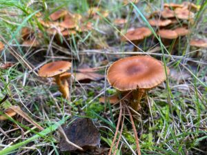 In the last 50 years, Bilecik and its districts had the highest mushroom yield, influencing the tourism sector. (Shutterstock Photo)