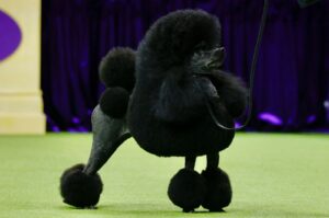 "Sage," a Miniature Poodle stands before winning the Best in Show group during the Annual Westminster Kennel Club Dog Show at Arthur Ashe Stadium, Queens, New York, U.S., May 14, 2024. (AFP Photo)