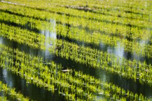 Climate change leads to lower yield and quality of rice plants, according to research. (DPA Photo)