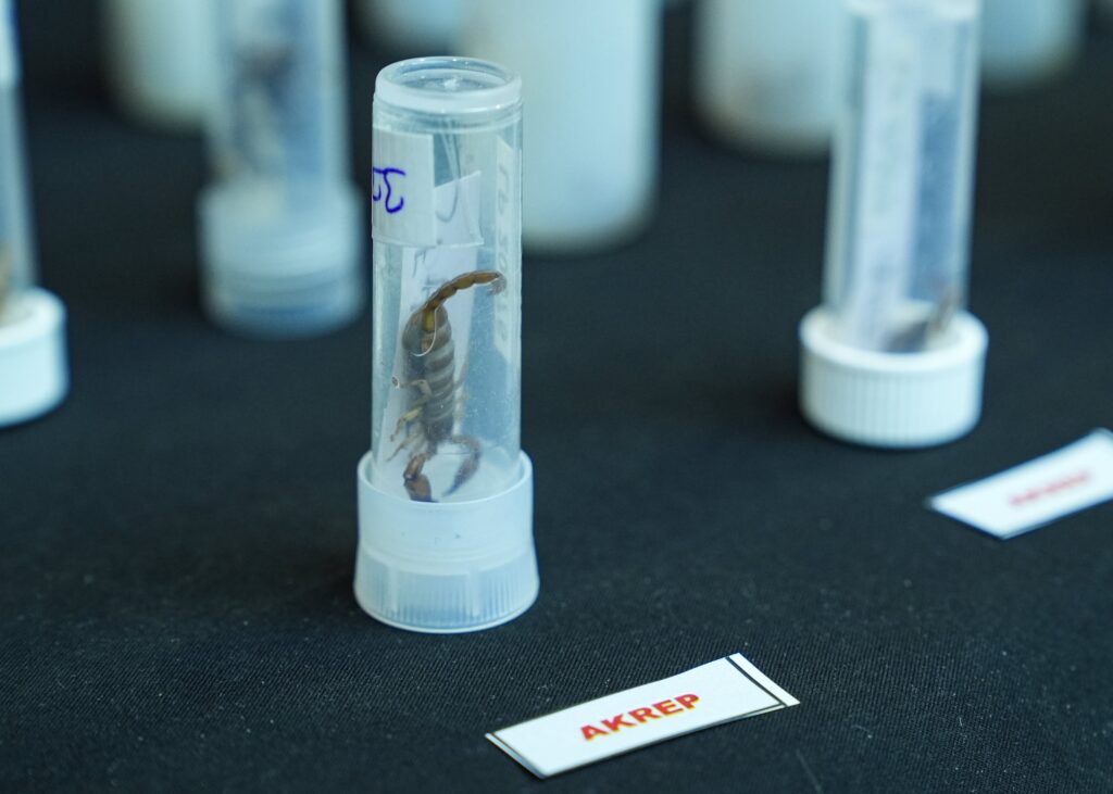 Examples of the 88 liquid-filled tubes and 1,500 specimens of scorpions, tarantulas and spiders confiscated by authorities, Istanbul, Türkiye, May 13, 2024. (AA Photo)