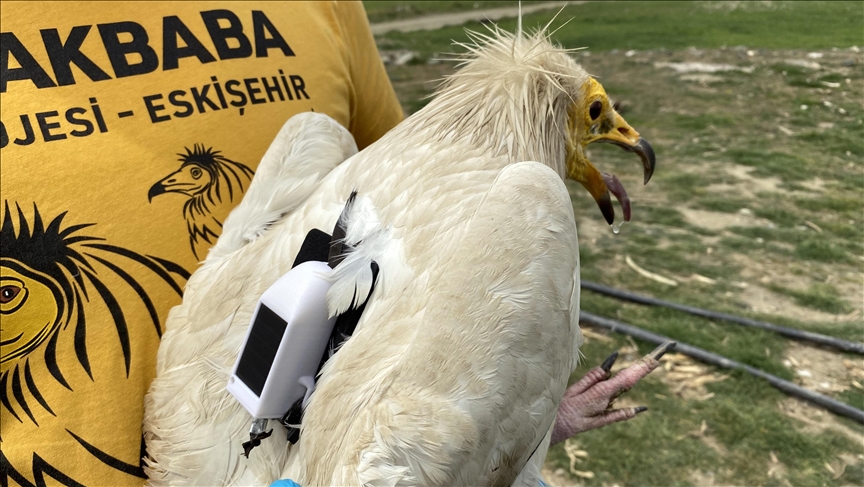 Vulture tracked by satellite flies 32,000 kilometers in one year